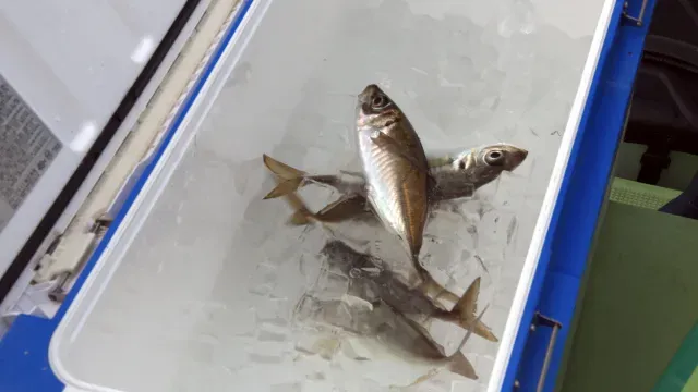 沖釣りギャラリー