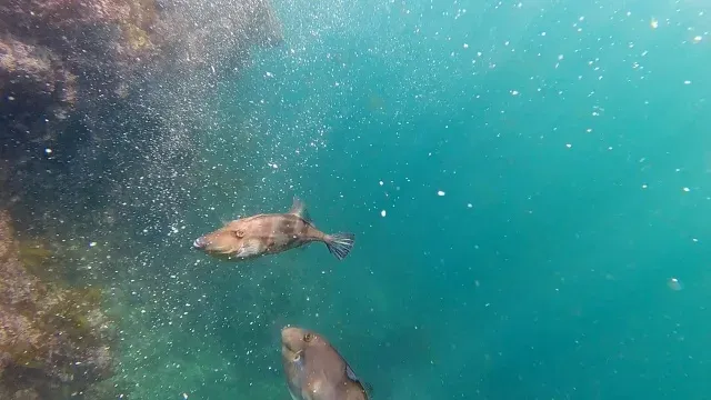 磯を駆ける