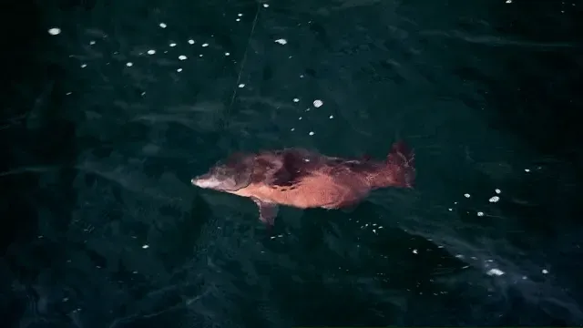 磯を駆ける