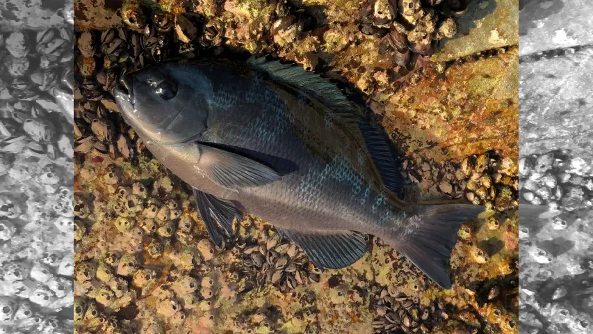 大人の釣り旅