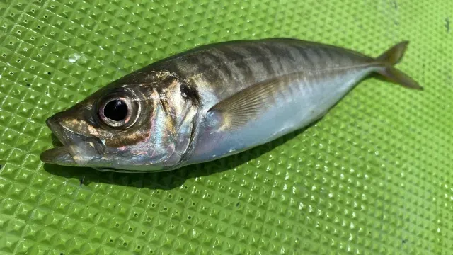純烈フィッシュ