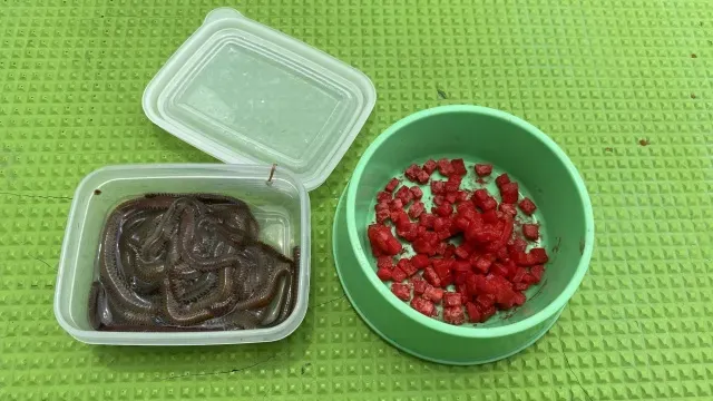 純烈フィッシュ