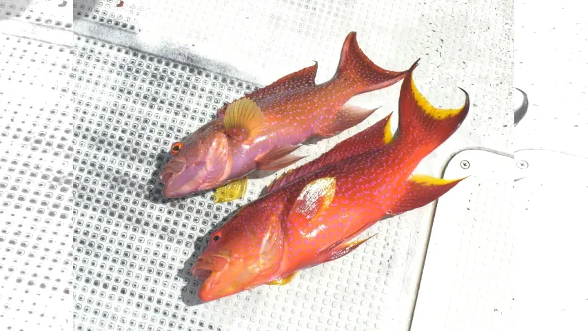 魚種格闘技戦！