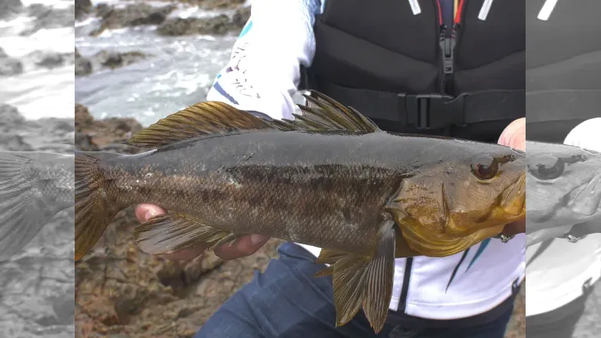 魚種格闘技戦！