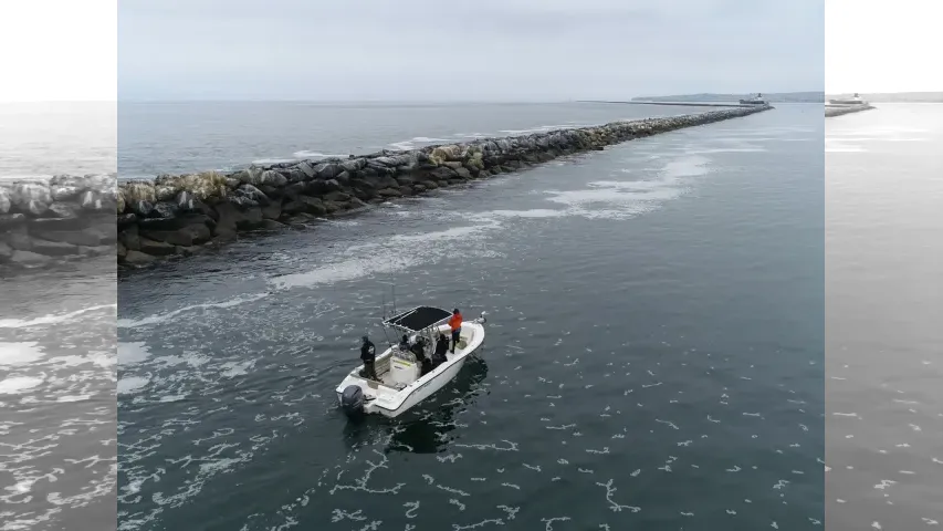 魚種格闘技戦！