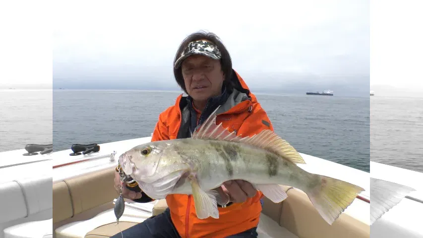 魚種格闘技戦！