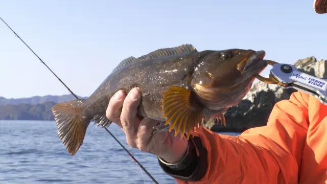 魚種格闘技戦！
