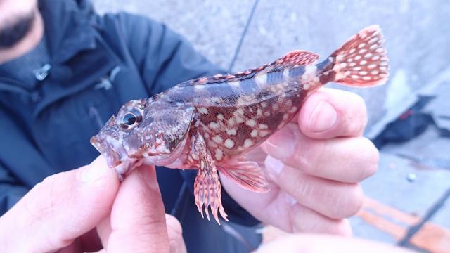 ぶらりバスの旅 TRIP17 江ノ島・平塚・大磯 湘南エリア満喫釣りグルメの旅！ 5