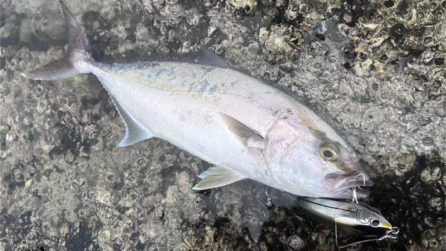 メタルバスター ROUND34 愛媛県武者泊のカンパチ 6