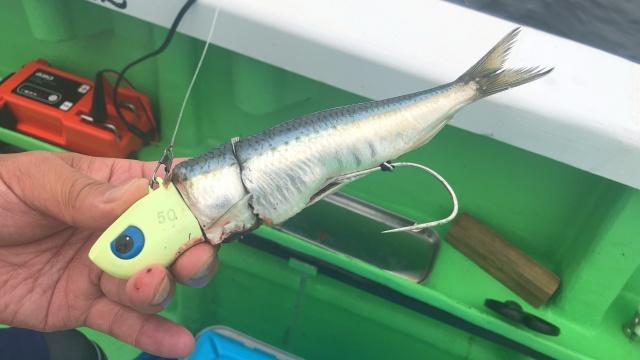 沖釣りギャラリー 次世代のタチウオテンヤで狙う東京湾のドラゴンタチウオ 5