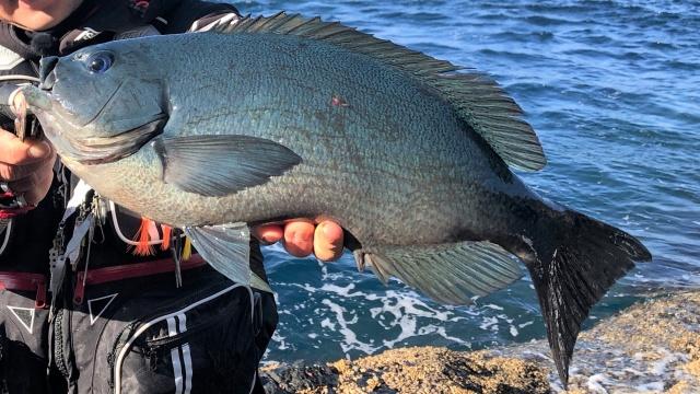 楽釣楽磯宣言 58 愛媛県武者泊エリア 地方の磯も激アツ宣言！ 7