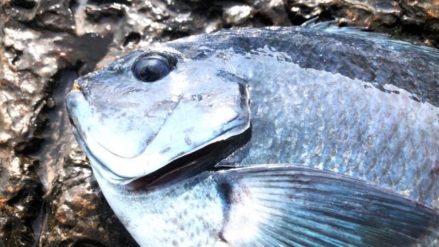 楽釣楽磯宣言 64 高知県古満目エリア 極寒！寒グレ攻略宣言 7