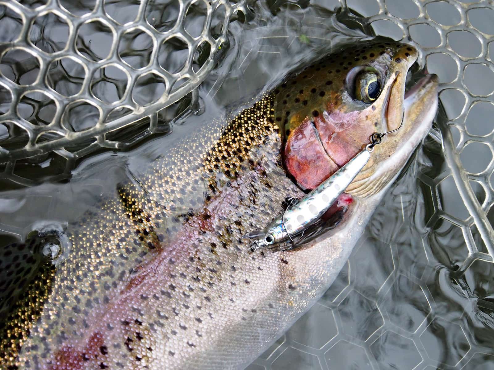 小菅トラウトガーデンで釣られた甲斐サーモンレッド。ミノーでの釣果。甲斐サーモンレッドは、1kg以上の個体なので、当然、引き味も強い。この釣り場では、当該魚の持ち帰りは1尾まで