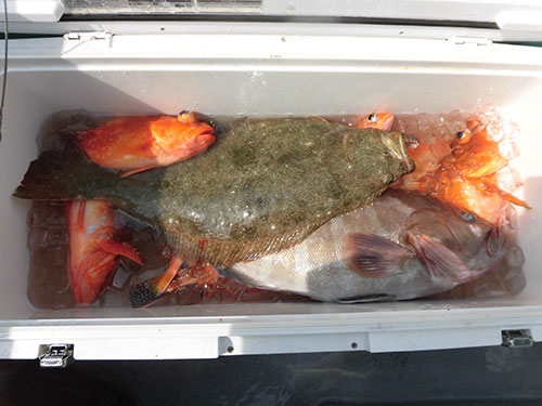 マハタにヒラメなどの高級魚五目だ!