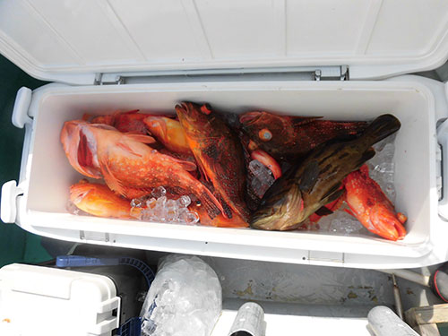 どの魚も型が良い!重量感ある釣果!