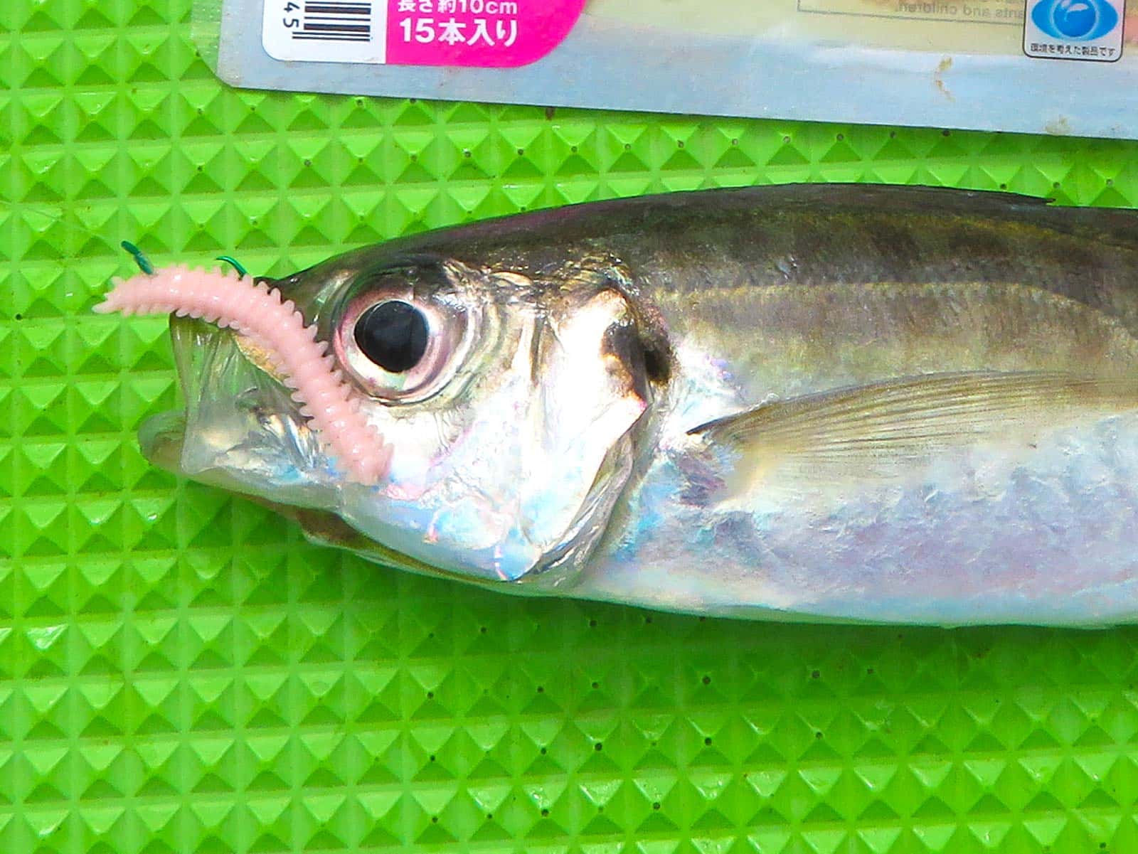 アジも人工餌にヒット