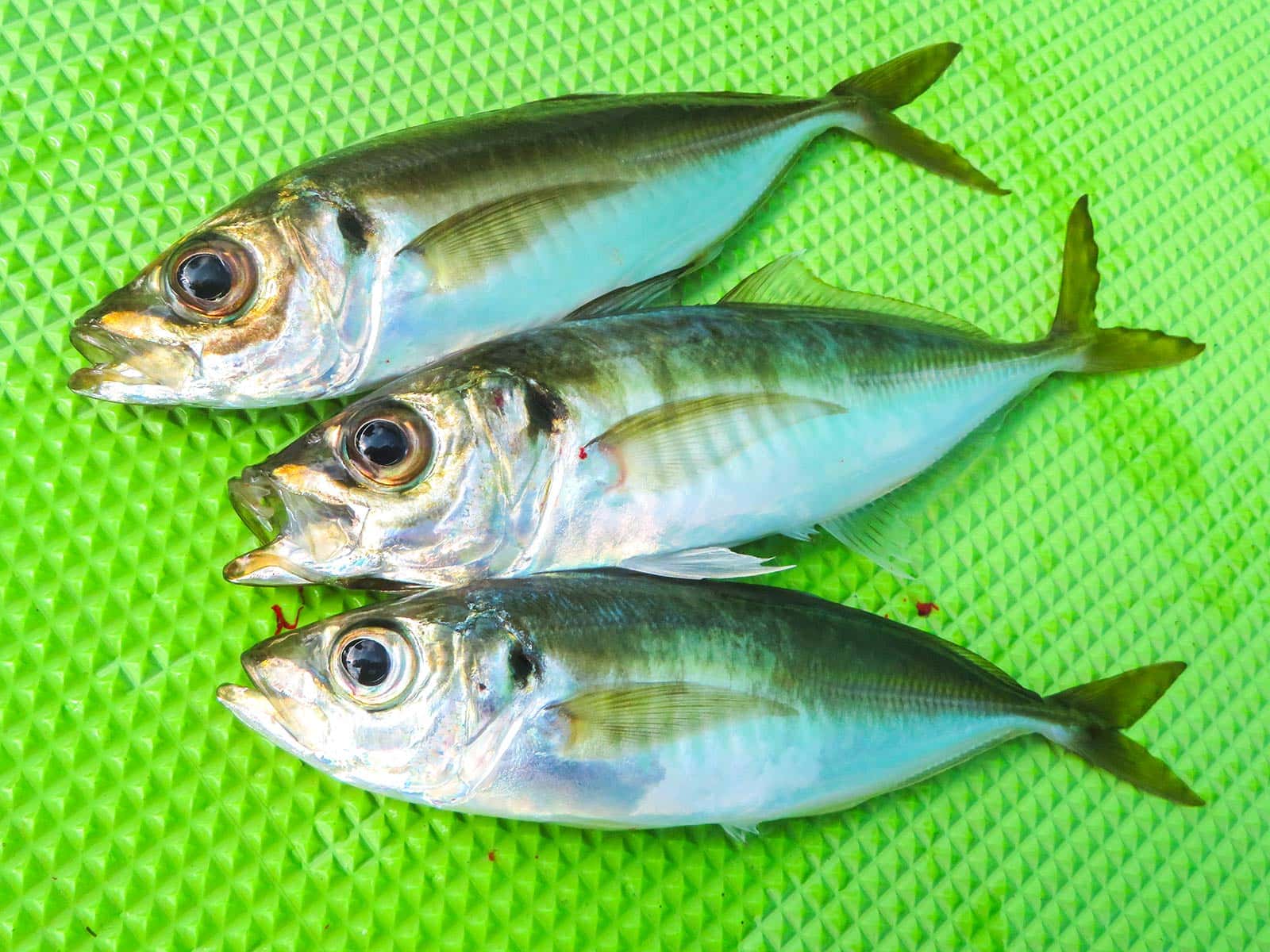 味は一流。東京湾のアジだ
