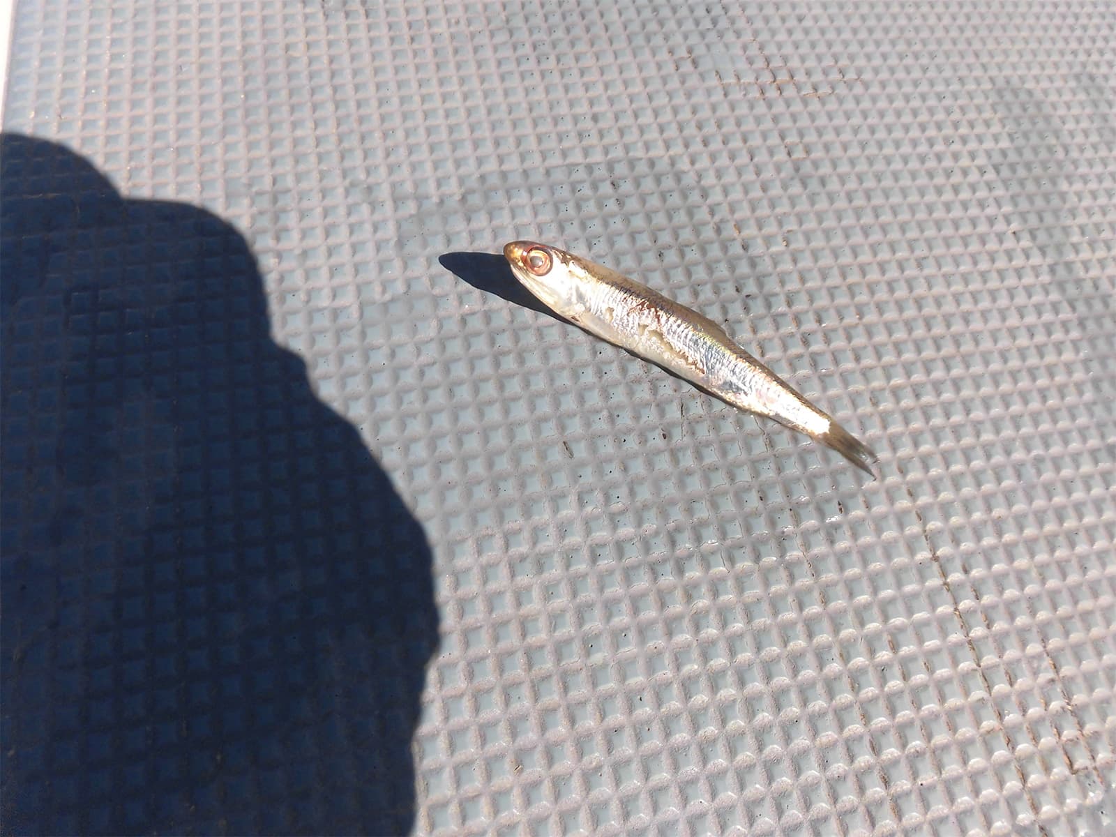 釣れたシーバスが吐き出したベイト