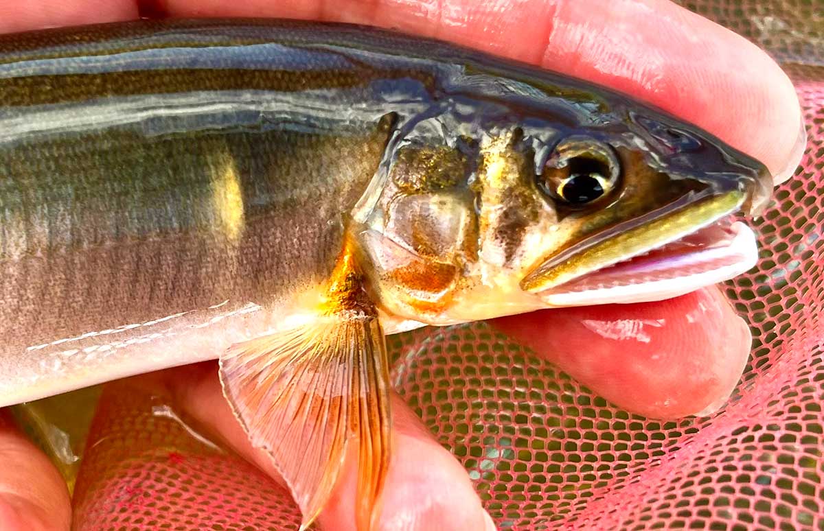 秋めく頃。天然遡上河川のアユはまだまだこれからだ！ | 釣りビジョン