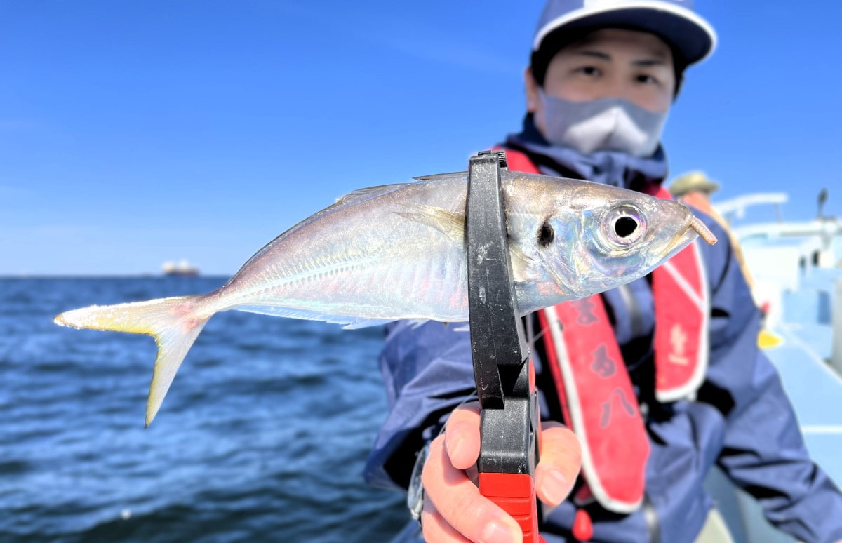 竿頭100尾！！東京湾LTアジ連日“絶好釣”！ 東京都平和島『船宿 まる八