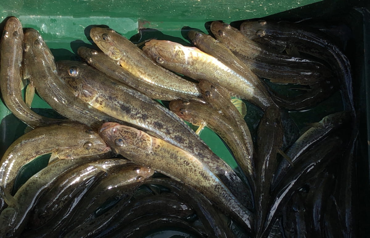 2時間超で最大17cmのハゼが50～70匹！今後は天ぷらサイズにも期待