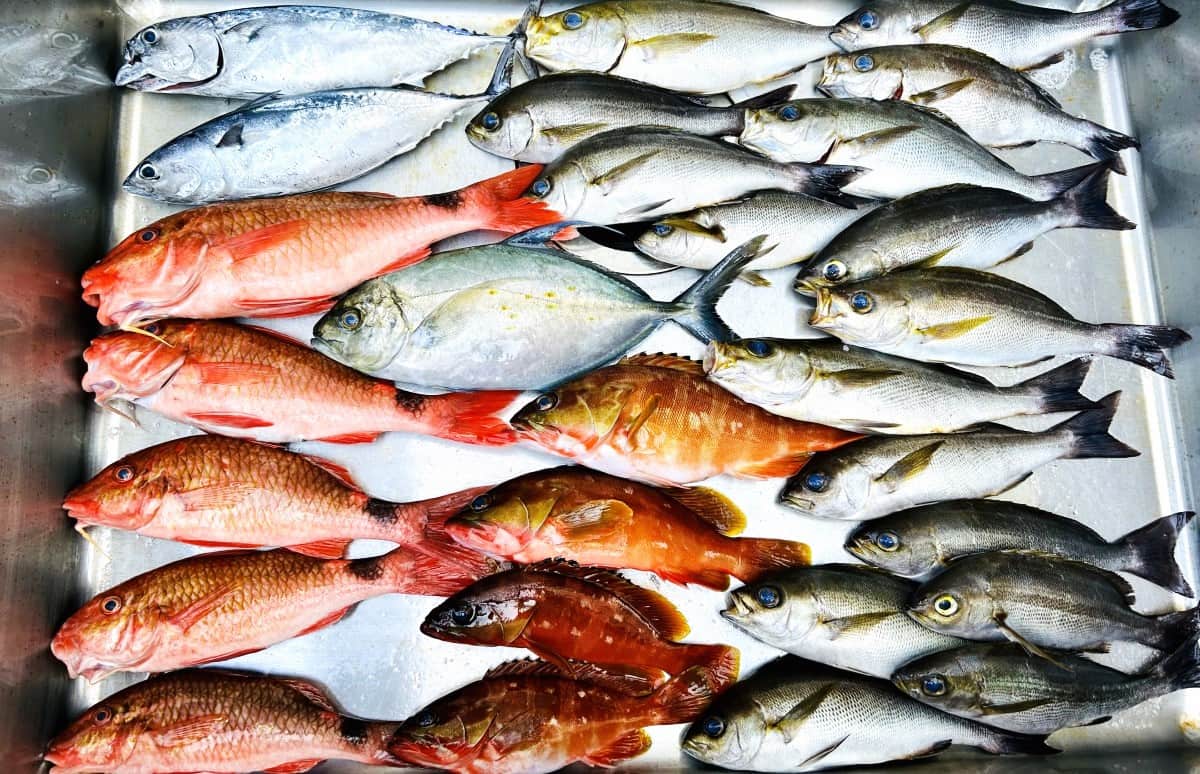 高級魚がズラリ】秋磯を思いっきり楽しむ磯釣り大会！ | 釣りビジョン
