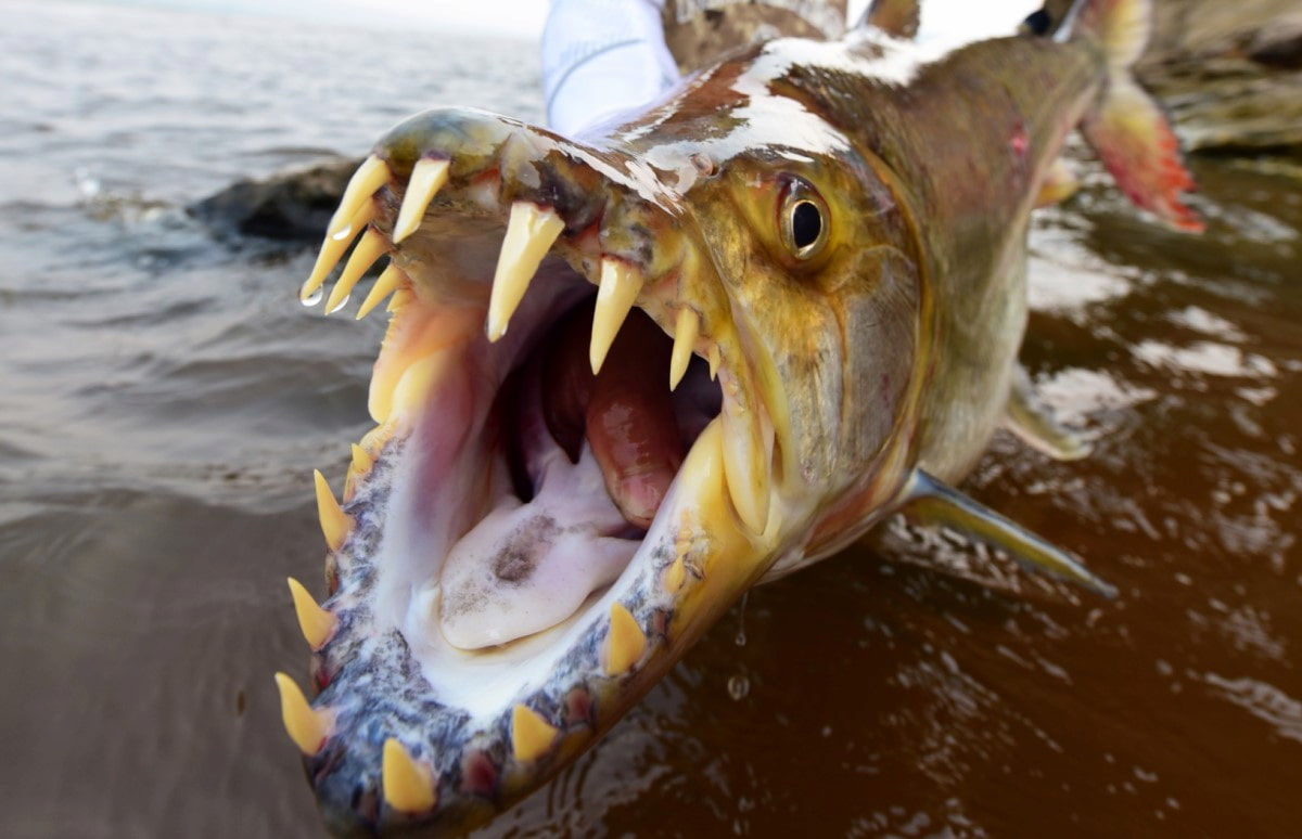 怪魚への命綱】私的！怪魚釣り「ライン進化論」 | 釣りビジョン