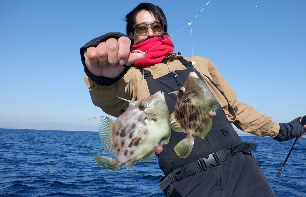 三浦半島・長井沖のカワハギ、スレていない良型主体！アタリ多く数好調