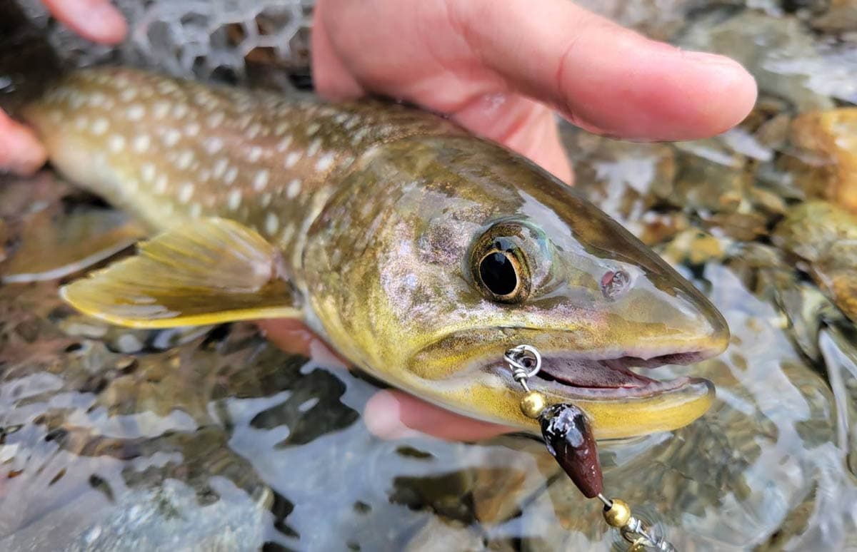 北海道・日高エリアのアメマスたちと戯れる！低活性地のサスペンド