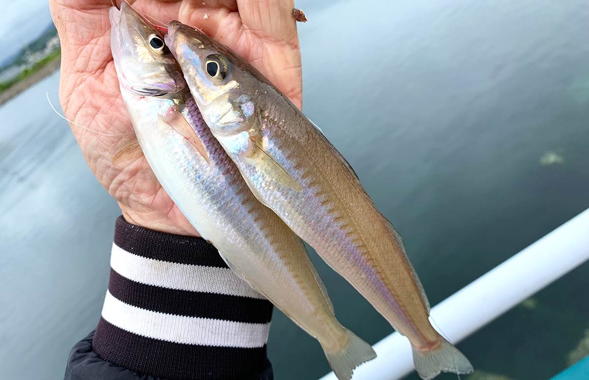 北九州】古希の釣り人が奮闘！響灘に開かれた若松運河で大シロギスを