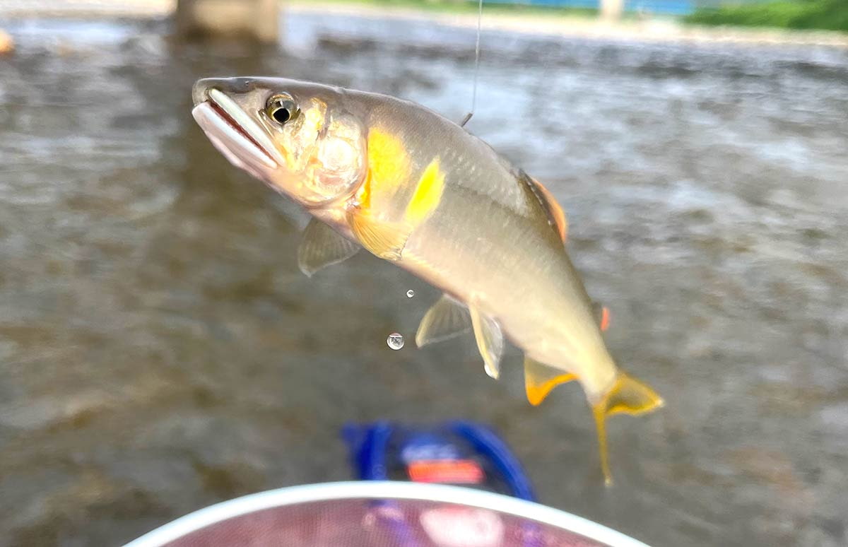 素晴らしきかな日本海！〝天然海産〟鮎本来の引きを堪能！ 【新潟県