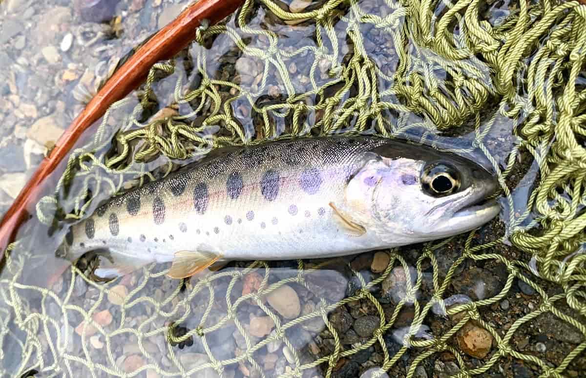 一里一匹」の夏ヤマメを追い、即身成仏ギリギリまで走る古希ジイ【熊本