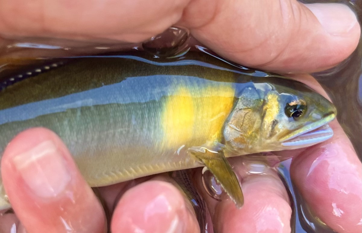 圧巻】鮎釣り師の心を満たす滋賀県安曇川!どこもかしこもアユ!アユ!アユ!(釣りビジョンマガジン)|dメニューニュース(NTTドコモ)