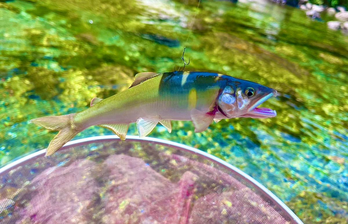 鮎オトリカン。銅板❗ （藤本重兵衛 ステンレス鮎缶｜鮎釣り、渓流釣り 