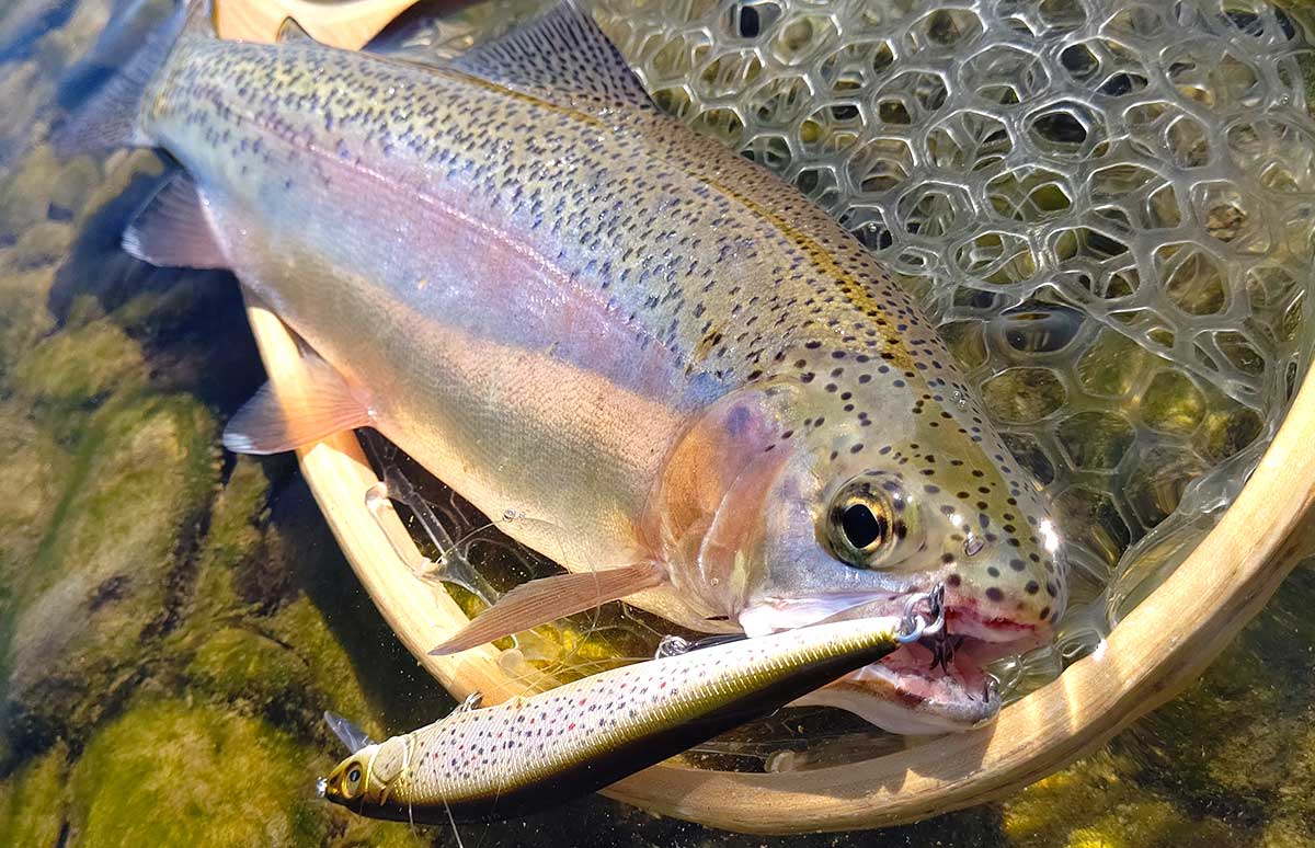 ビッグミノー】でモンスターレインボーを狙う！北海道・十勝川水系