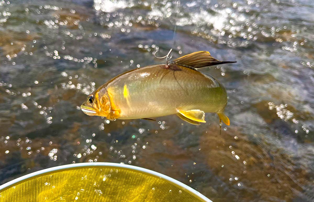 夏休みの鮎釣り】鮎釣り師憧れのフィールドへ！引き抜群の九頭龍鮎と 