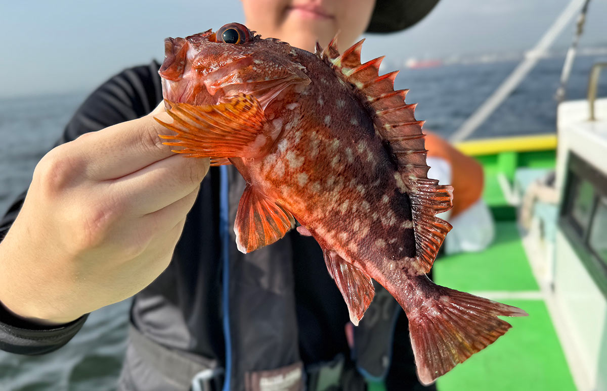 東京湾・カサゴのお手軽“時短”乗合、 釣果も味覚も大満足！神奈川県