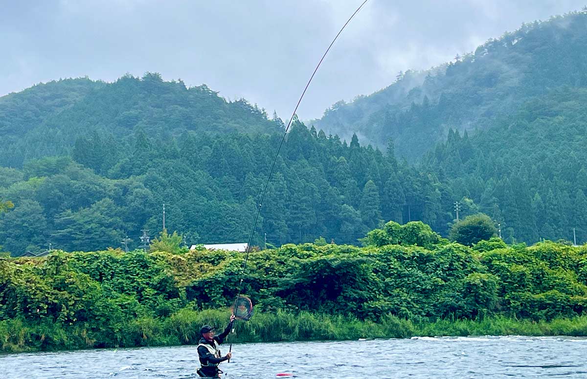 秋雨降る長良川】郡上鮎はまだまだこれから！絶賛成長中！ | 釣り