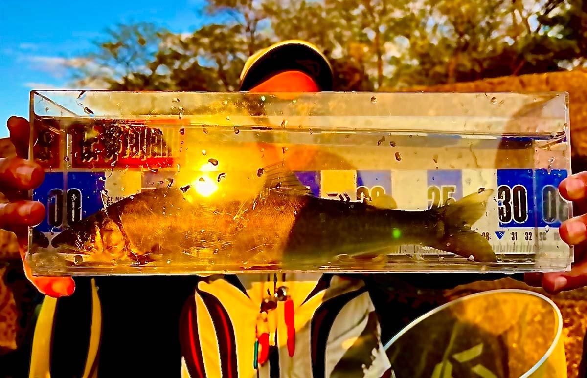 坂東鮎】凶暴につき注意！大鮎河川利根川で夢の〝尺アユ〟を追う