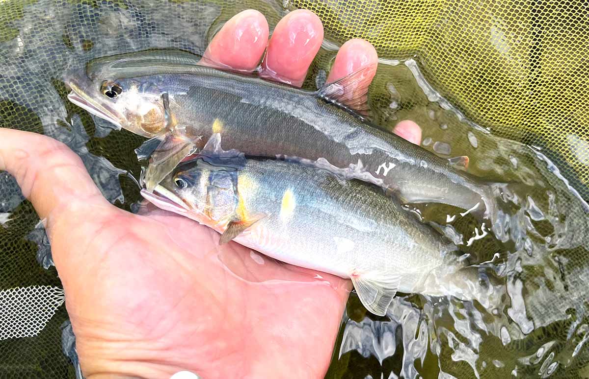秋の終わりに若く美しい鮎たちと出会える清流・藁科川！ | 釣り