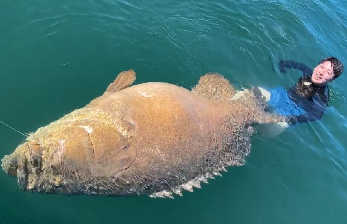 巨大魚 本当に出た！推定500ポンド！フロリダでモンスター級巨大魚と壮絶な