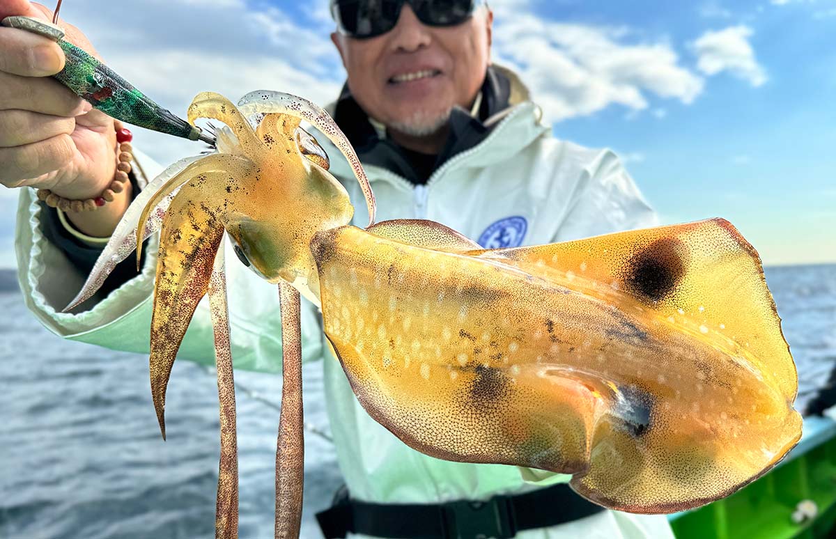 田村釣具　アオリイカ 田村釣具アオリイカ