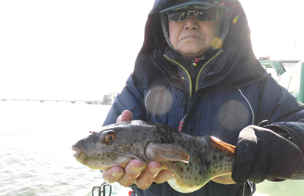 冬本番 東京湾 アカメフグに熱くなる 釣りビジョン マガジン 釣りビジョン