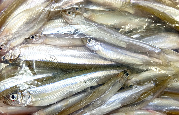 神奈川県 相模湖でドーム船のワカサギ釣り 釣りビジョン マガジン 釣りビジョン