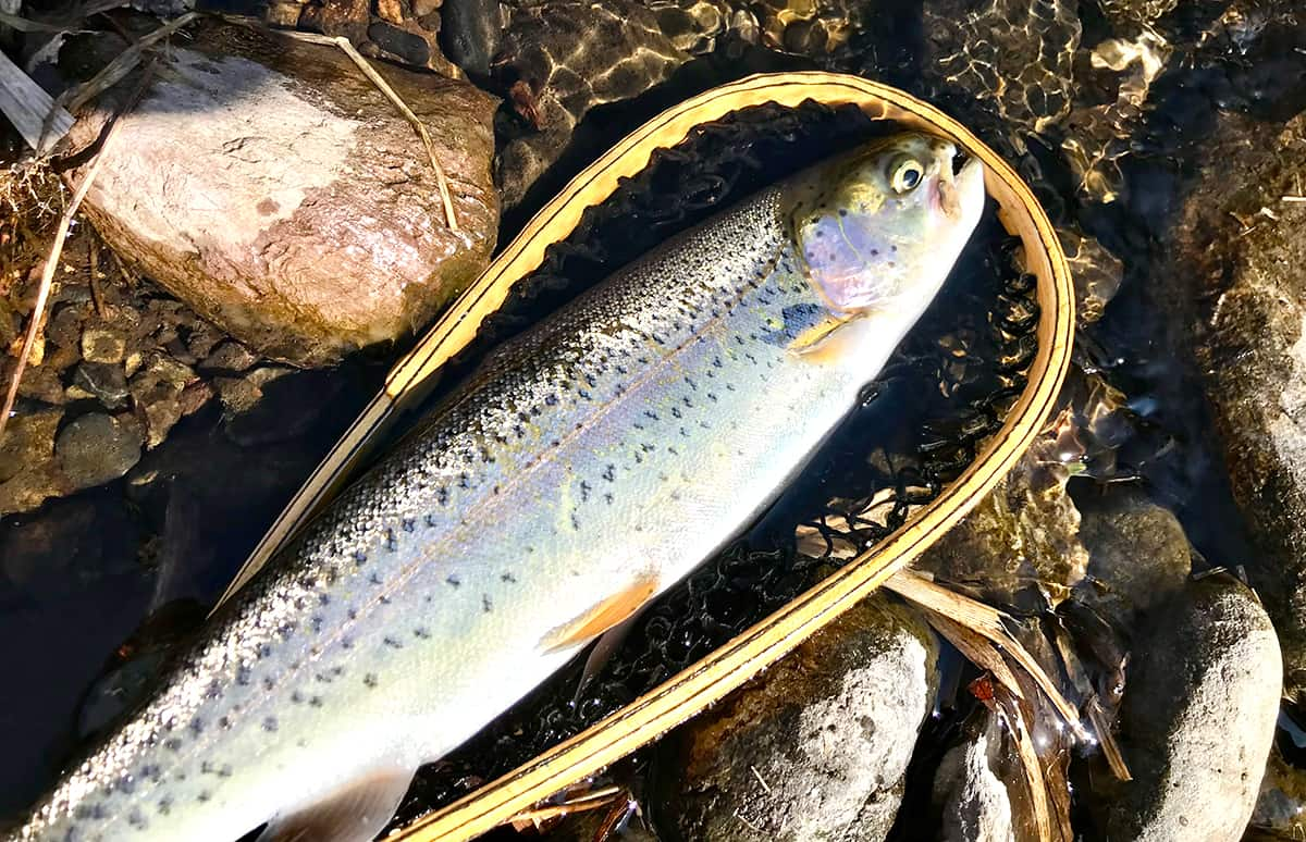 埼玉県 浦山川 秩父フライフィールド でテンカラ釣り 釣りビジョン マガジン 釣りビジョン