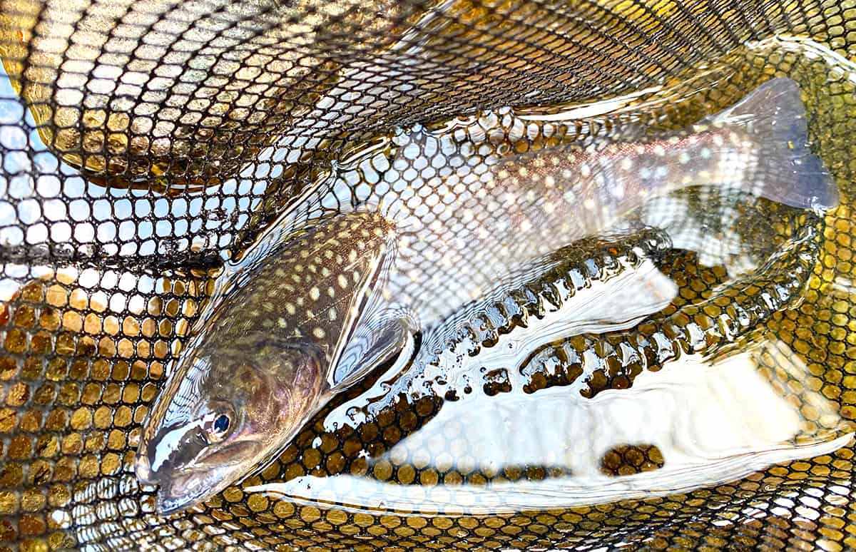 山梨県 道志川でルアー釣り 清流で春を釣る 釣りビジョン マガジン 釣りビジョン