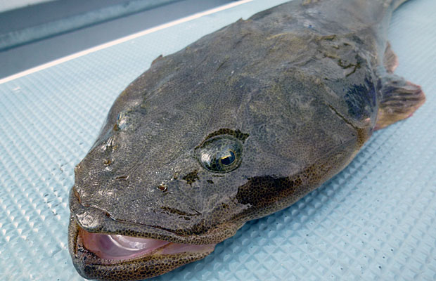 荒食い続く東京湾 第1 2海堡周りのマゴチ オフショアマガジン 釣りビジョン 荒食い続く東京湾 第1 2海堡周りのマゴチ オフショアマガジン 釣りビジョン