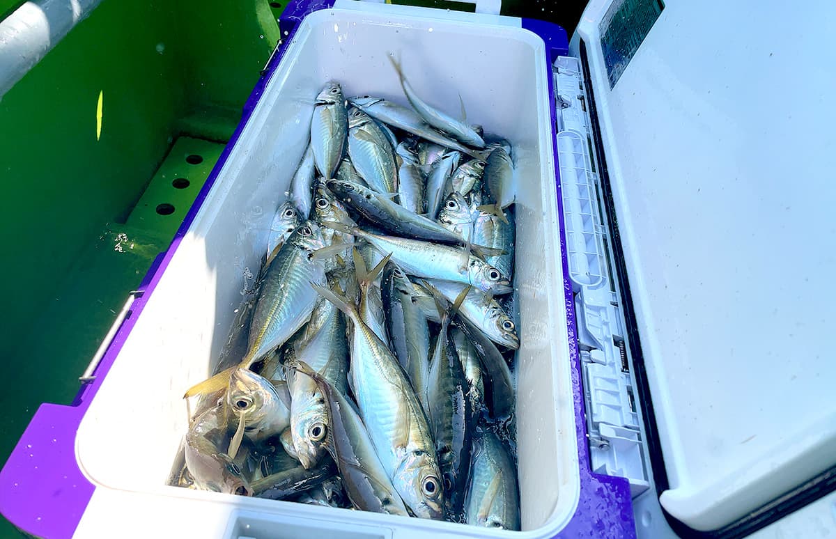 千葉県・浦安発、東京湾のLTアジ、竿頭283匹と”絶好釣“！！