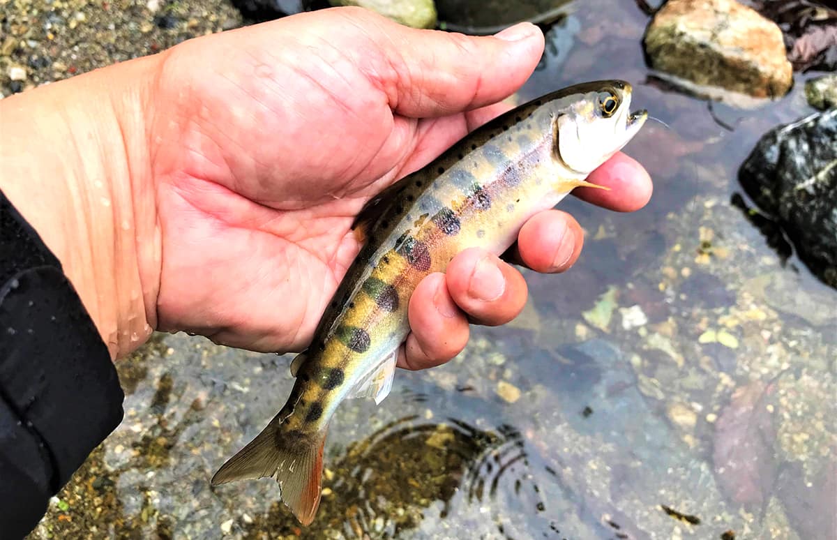 埼玉県 名栗川 ヤマメに山菜 恵みあふれる山里の渓流 釣りビジョン マガジン 釣りビジョン