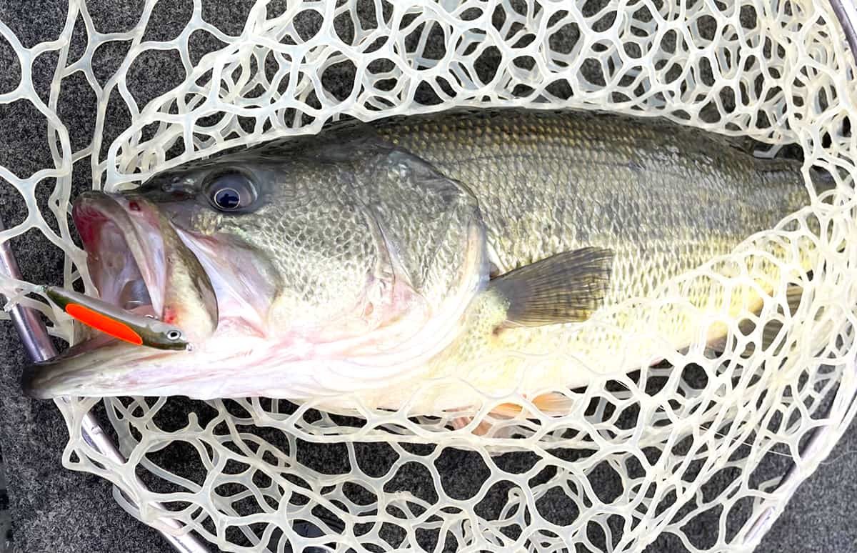 山梨県 河口湖 春なのにトップ マッチザベイトな 表層パターン 釣りビジョン マガジン 釣りビジョン